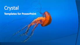  Presentation with jellyfish - Slide deck having jelly fish - orange bell jellyfish in aquarium background and a teal colored foreground