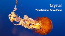  Presentation with jellyfish - Colorful slide set enhanced with jelly fish - orange bell jellyfish in osaka backdrop and a  colored foreground