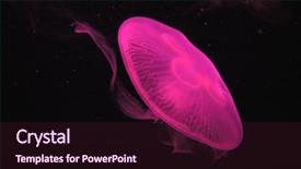  Presentation with pink black - Beautiful presentation design featuring jelly fish - pink jellyfish against black background backdrop and a wine colored foreground