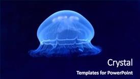  Presentation with jellyfish - Presentation theme having jelly fish - underwater image of jellyfish background and a navy blue colored foreground
