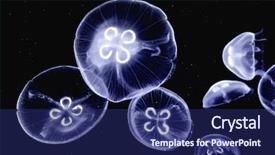  Presentation with jelly - Cool new presentation design with jelly fish - underwater image of jellyfishes backdrop and a navy blue colored foreground