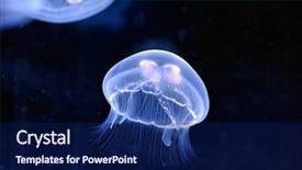  Presentation with underwater - Audience pleasing slides consisting of jelly fish - underwater image of jellyfishes backdrop and a navy blue colored foreground