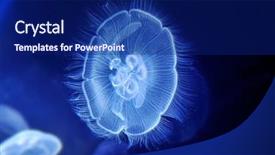  Presentation with jelly - Presentation theme enhanced with jelly fish - underwater image of jellyfishes background and a  colored foreground