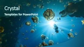  Presentation with lake fish - Presentation with jelly fish - underwater photo of endemic golden background and a  colored foreground