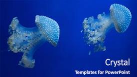  Presentation with jellyfish - Presentation having jelly fish - white-spotted jellyfish phyllorhiza punctata also background and a  colored foreground