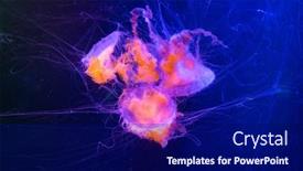  Presentation with zoo - Theme with jelly-fish-in-the-zoo background and a navy blue colored foreground