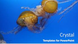  Presentation with water tank - Theme having jelly-fish-swim-in-water background and a cobalt blue colored foreground