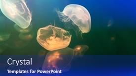  Presentation with jellyfish - Slide set enhanced with jellyfish-at-the-bottom background and a navy blue colored foreground