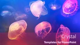  Presentation with jellyfish - Slides consisting of jellyfish-at-the-bottom background and a violet colored foreground