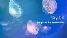  Presentation with jellyfish - Slides with jellyfish-at-the-bottom background and a teal colored foreground