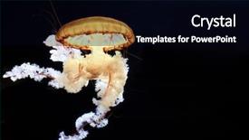  Presentation with jellyfish - Audience pleasing presentation design consisting of jellyfish chrysaora achlyos isolated backdrop and a black colored foreground