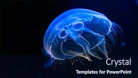  Presentation with jellyfish - PPT theme consisting of jellyfish-dancing-in-the-dark background and a navy blue colored foreground