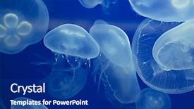  Presentation with jellyfish - Beautiful slides featuring jellyfish drifting background backdrop and a navy blue colored foreground