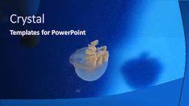  Presentation with zoo - Beautiful presentation featuring jellyfish in an aquarium tank at zoo in china backdrop and a navy blue colored foreground