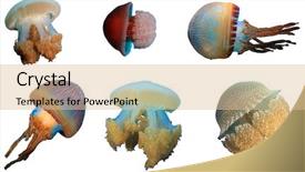  Presentation with jellyfish - PPT layouts featuring jellyfish jelly fish isolated background and a lemonade colored foreground