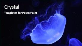  Presentation with medusa - Presentation design consisting of jellyfish medusa details background and a  colored foreground