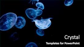  Presentation with medusa - Beautiful slide set featuring jellyfish medusa backdrop and a black colored foreground
