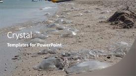  Presentation with jellyfish - Slide set with jellyfish-on-the-shores background and a gray colored foreground