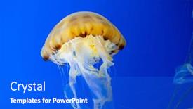  Presentation with water tank - PPT theme enhanced with jellyfish-swimming-in-the-water background and a cobalt blue colored foreground
