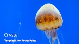  Presentation with water tank - PPT layouts enhanced with jellyfish-swimming-in-the-water background and a cobalt blue colored foreground