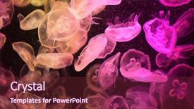  Presentation with jellyfish - Beautiful slide set featuring jellyfish backdrop and a tawny brown colored foreground