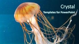  Presentation with jellyfish - Beautiful PPT theme featuring jellyfish backdrop and a navy blue colored foreground