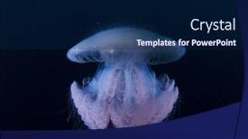  Presentation with jellyfish - Beautiful PPT theme featuring zooplancton - jellyfish backdrop and a navy blue colored foreground