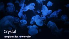  Presentation with georgia aquarium - Presentation design consisting of jellyfishes with illuminated light swimming background and a navy blue colored foreground