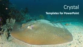  Presentation with scoliosis x ray - PPT theme featuring jenkin-s-stingray-whipray background and a ocean colored foreground