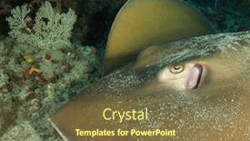  Presentation with film x ray pelvis - Cool new presentation with jenkin-s-stingray-whipray backdrop and a tawny brown colored foreground