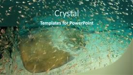  Presentation with x ray of thoracic - Presentation theme enhanced with jenkin-s-stingray-whipray background and a ocean colored foreground