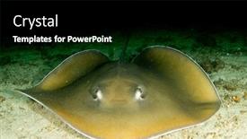  Presentation with x ray - Slides with jenkin-s-whipray-stingray background and a black colored foreground