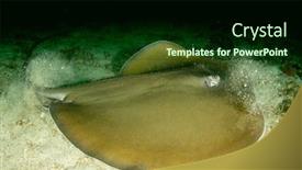  Presentation with chest x ray human - Colorful theme enhanced with jenkin-s-whipray-stingray backdrop and a forest green colored foreground