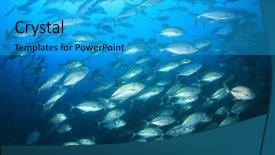  Presentation with big fish - Slide deck featuring jenkins - bigeye trevally jack fish background and a cyan colored foreground