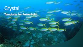  Presentation with coral reef - Audience pleasing slide set consisting of jenkins - coral reef and fish backdrop and a  colored foreground