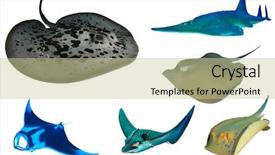  Presentation with sharks - Audience pleasing PPT layouts consisting of jenkins - ray collection isolated on white backdrop and a mint green colored foreground