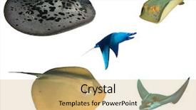  Presentation with blue - Slide set consisting of jenkins - rays and stingrays isolated marbled background and a yellow colored foreground