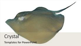  Presentation with brown sugar isolated on white - Beautiful theme featuring jenkins - stingray isolated on white background backdrop and a coral colored foreground