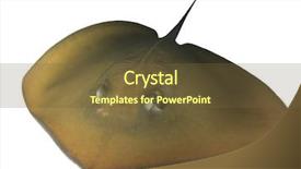  Presentation with live - Amazing presentation theme having jenkins - stingray isolated on white background backdrop and a  colored foreground