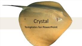  Presentation with octopus on isolated white - PPT theme consisting of jenkins - stingray isolated on white background background and a yellow colored foreground