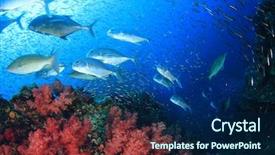  Presentation with fish tuna - Colorful presentation theme enhanced with jenkins - tuna fish underwater backdrop and a  colored foreground