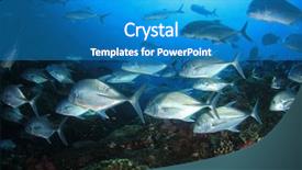  Presentation with tuna fish - Slide set having jenkins - tuna fish underwater background and a  colored foreground