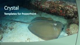 Presentation with x ray - PPT theme having jenkins - jenkin's ray stingray or whipray background and a navy blue colored foreground
