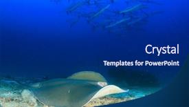  Presentation with film x ray pelvis - Cool new slide deck with jenkins - jenkin's ray stingray whipray backdrop and a dark gray colored foreground