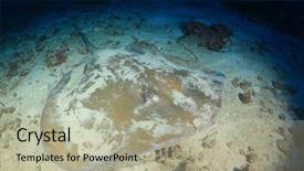  Presentation with x ray lung - PPT theme enhanced with jenkins - jenkin's ray stingray whipray background and a mint green colored foreground