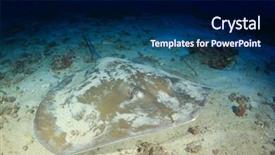  Presentation with film x ray pelvis - Amazing slide set having jenkins - jenkin's ray stingray whipray backdrop and a navy blue colored foreground