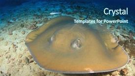  Presentation with x ray - Audience pleasing PPT layouts consisting of jenkins - jenkin's ray stingray backdrop and a  colored foreground