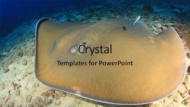  Presentation with film x ray pelvis - Cool new slides with jenkins - jenkin's ray stingray backdrop and a  colored foreground