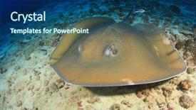  Presentation with gamma ray particle accelerator - Cool new theme with jenkins - jenkin's ray stingray backdrop and a ocean colored foreground