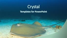  Presentation with x ray of a human - Cool new slide deck with jenkins - jenkin's stingray whipray ray backdrop and a ocean colored foreground